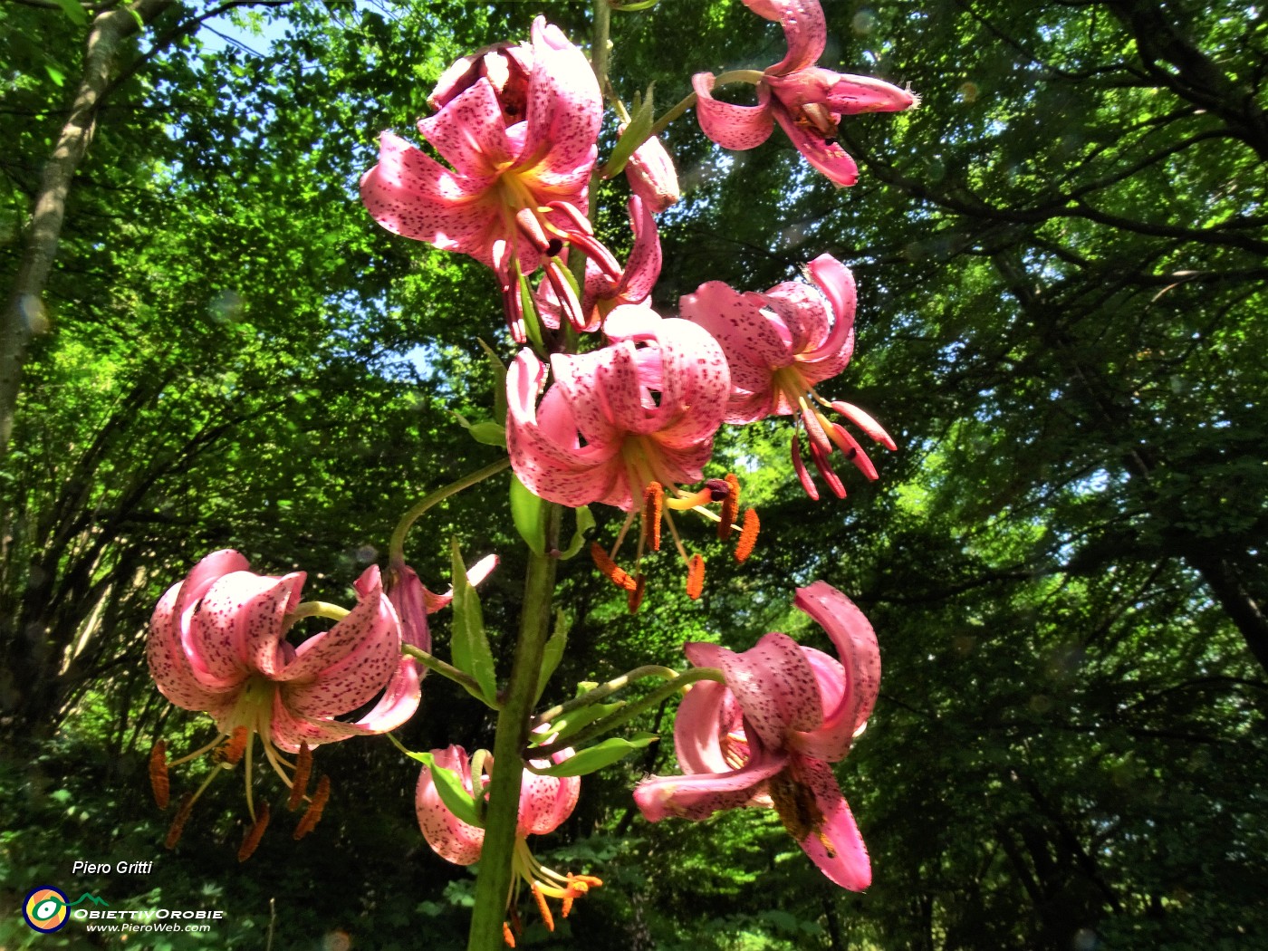 01 Lilium martagon (Giglio martagone).JPG